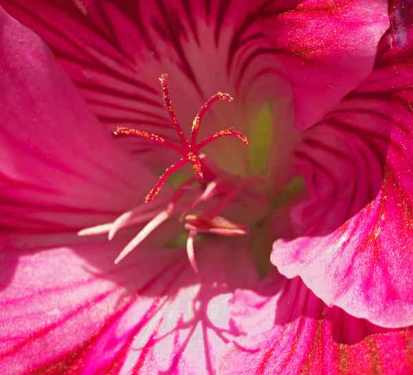 Geranienblüte