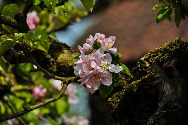 Apfelblüten im Morgenlicht