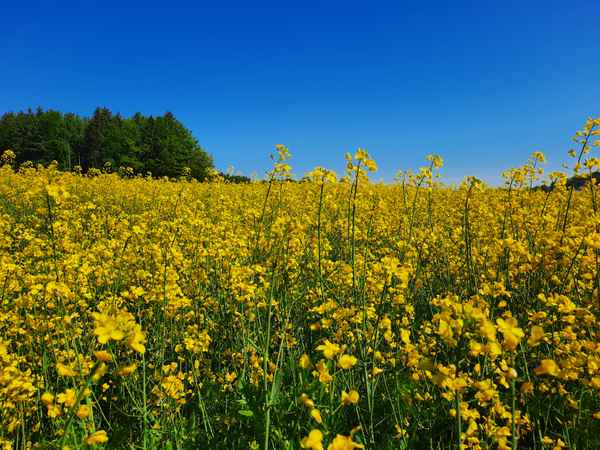 Der Raps blüht