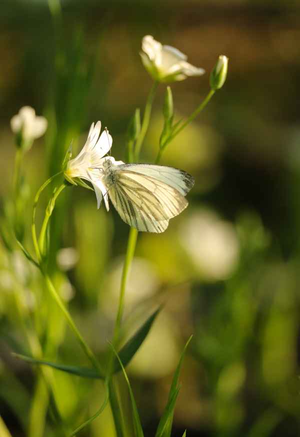 kleiner rapsfalter in der 1.generation