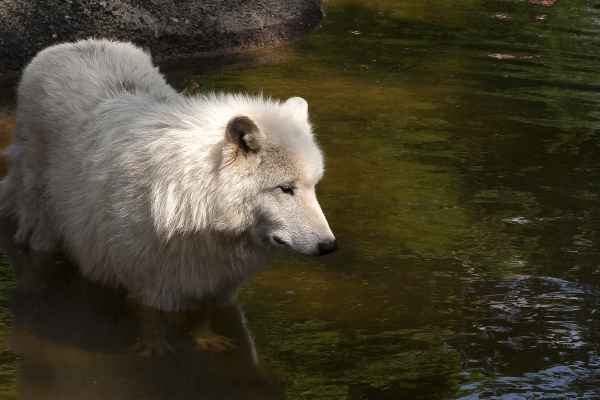 Wolf im Wasser