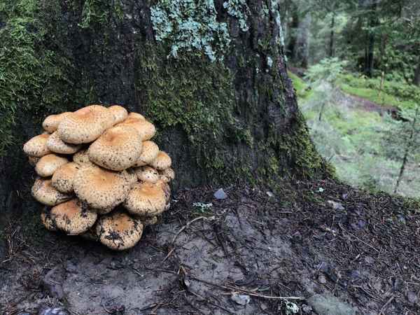 Baumpilze, Moos und flechte