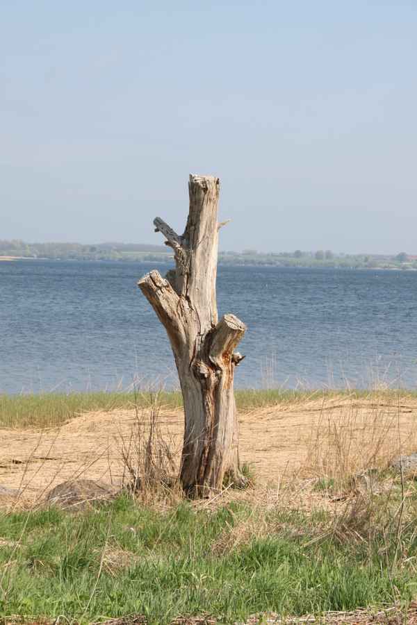 Baumstumpf