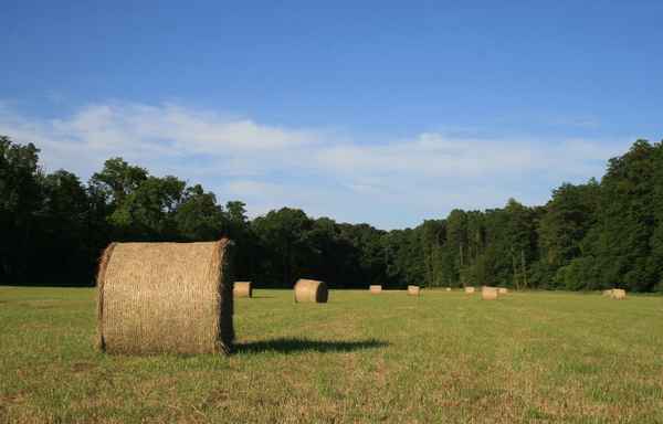 abgemähte wiese