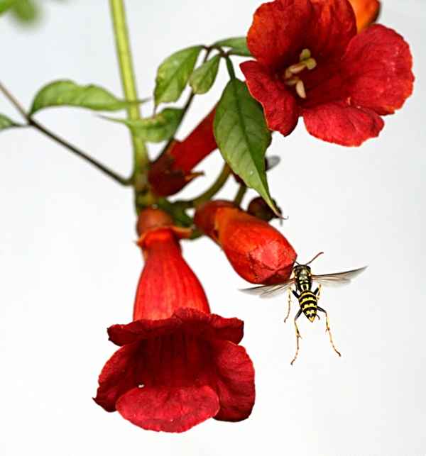 Trompetenblume mit Feldwespe