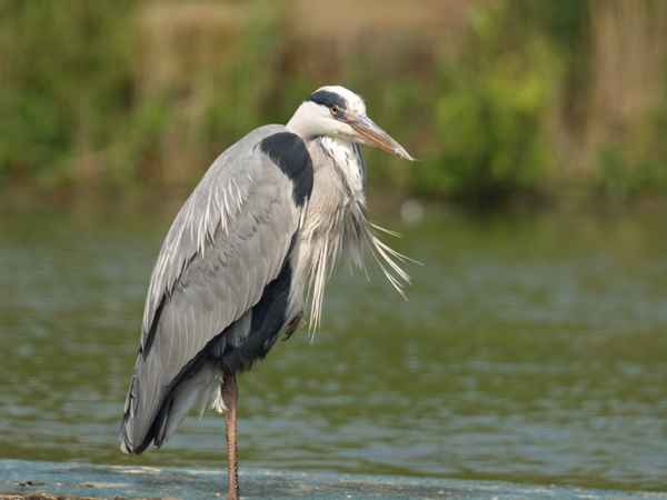 Auf einem Bein steht man nicht?