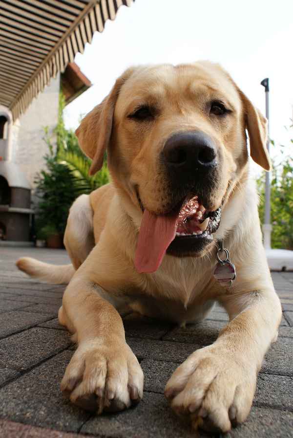 Labrador Rüde