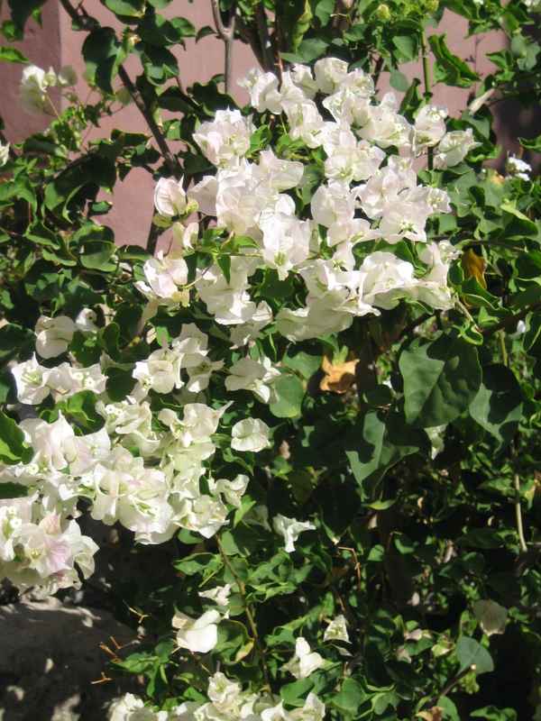 Bougainvillea10