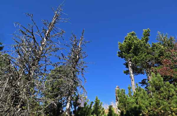 Das Waldsterben geht weiter