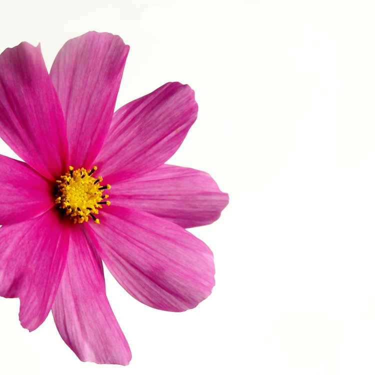 Cosmea