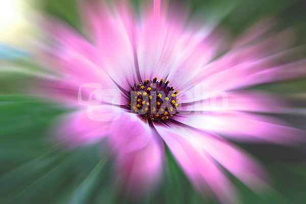 Blume-0060