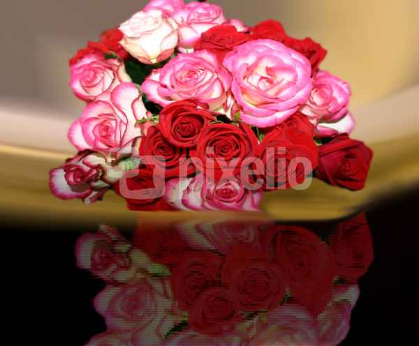 Rosen für die Damen