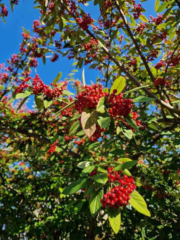 Vogelbeere im Herbst