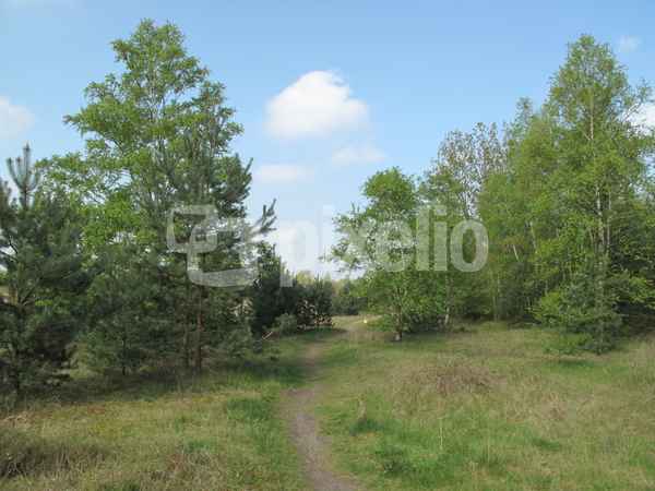 In freier Natur