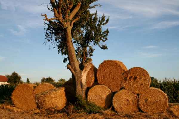Rundballen unterm obstbaum
