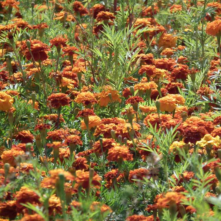 Blühendes Nelkenfeld