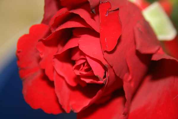 Rote Rose