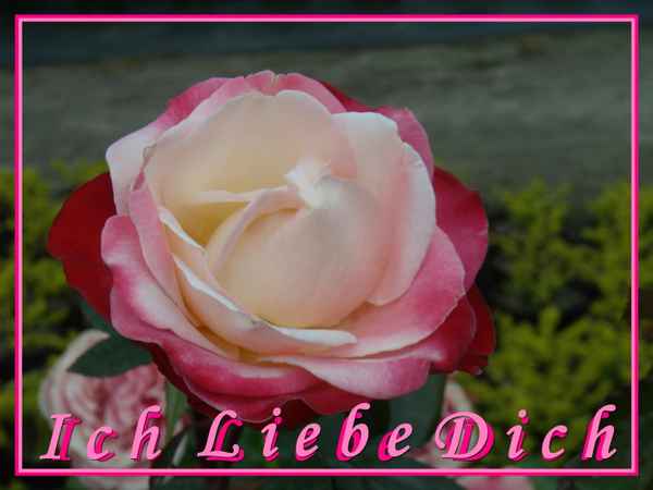 Sag es mit einer Rose ...