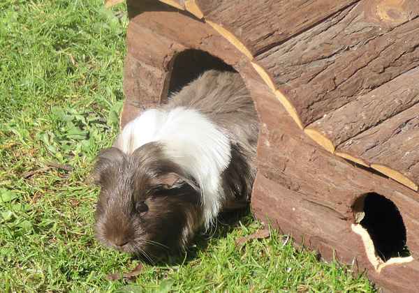 Meerschweinchen
