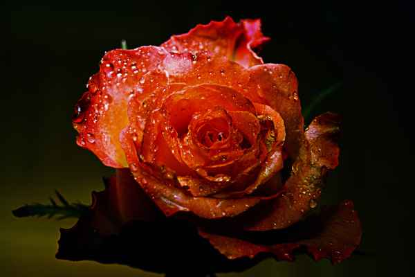 rose