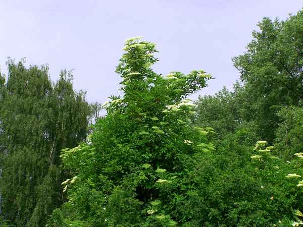 Schwarzer Holunder