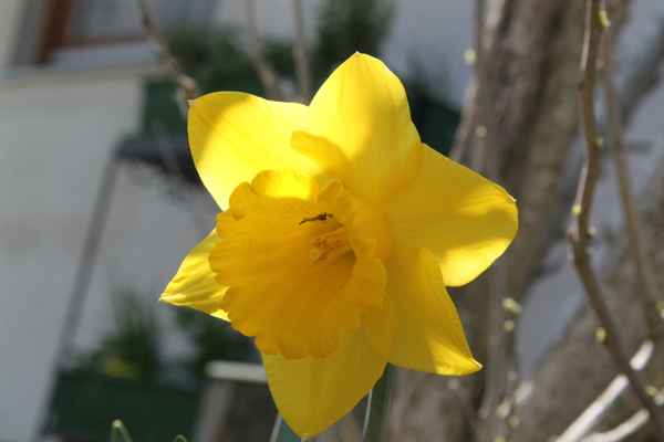 Märzenbecher mit zartem Besucher
