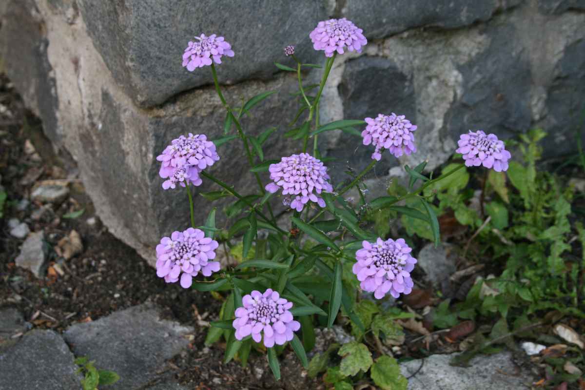 im Garten