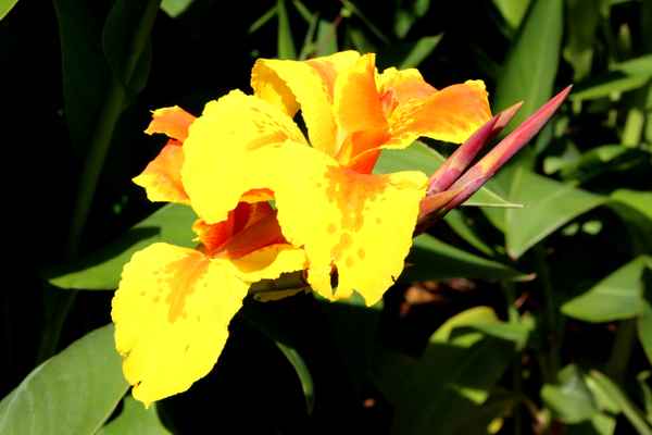 Gelbe Blume - Welche?