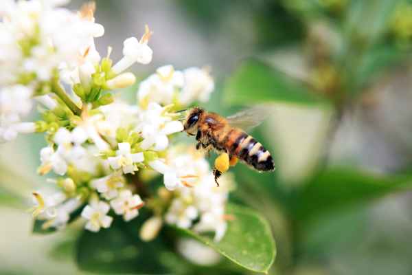 Fleissige Biene 1