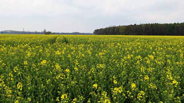 blühende landschaften 2