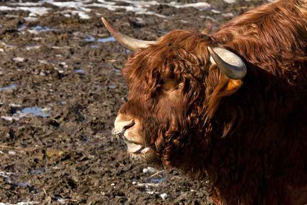 Dieser doofe Nasenring