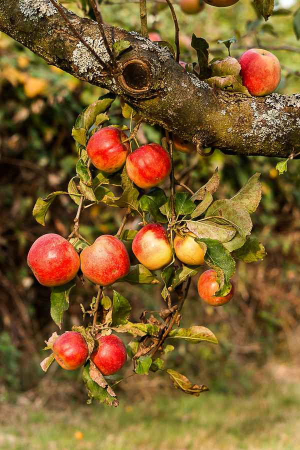 Herbst&auml;pfel