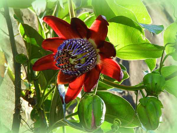 Maracuja