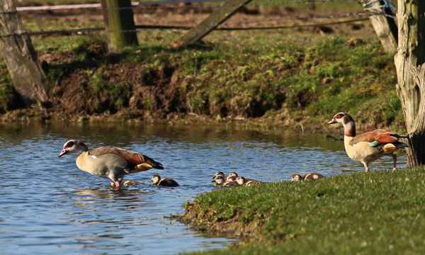 familie nilgans beim baden