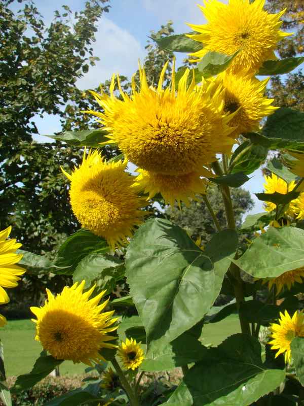 Sonnenblume - Sorte Teddybaer II