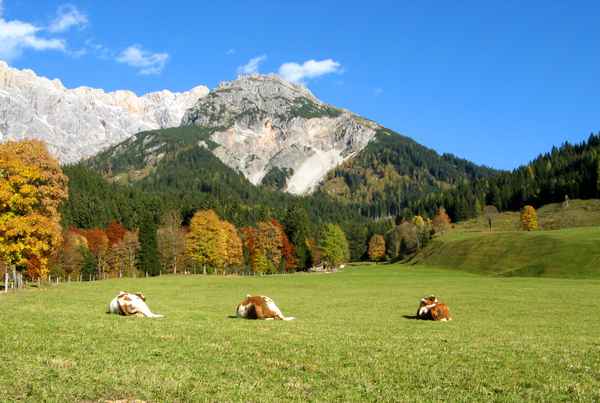 Siesta für Rinder