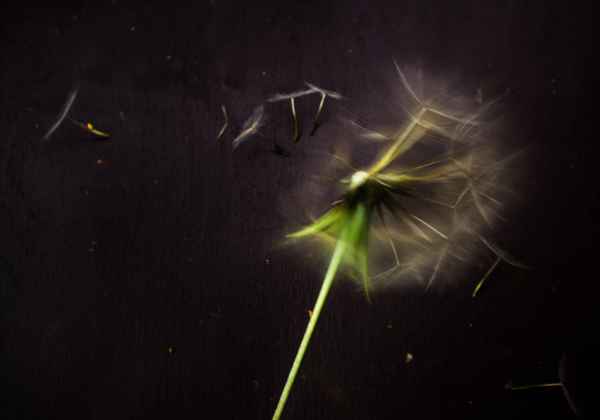 Pusteblume