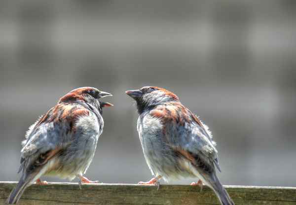Kann sie nicht einmal den Schnabel halten...