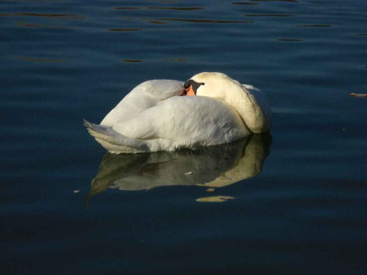 Mein lieber Schwan