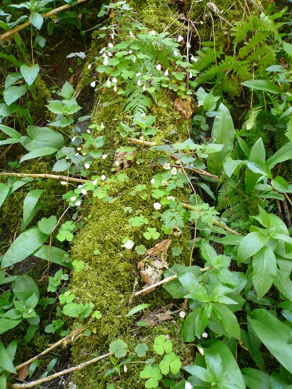 Impressionen aus der Wutachschlucht
