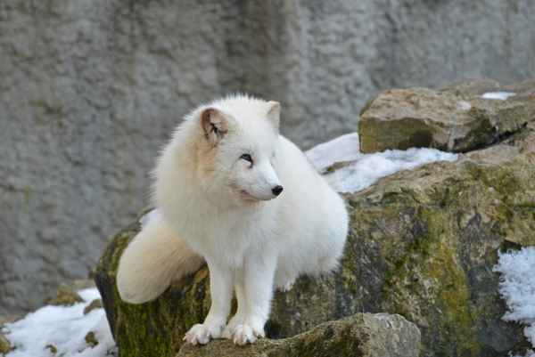 Polarfuchs