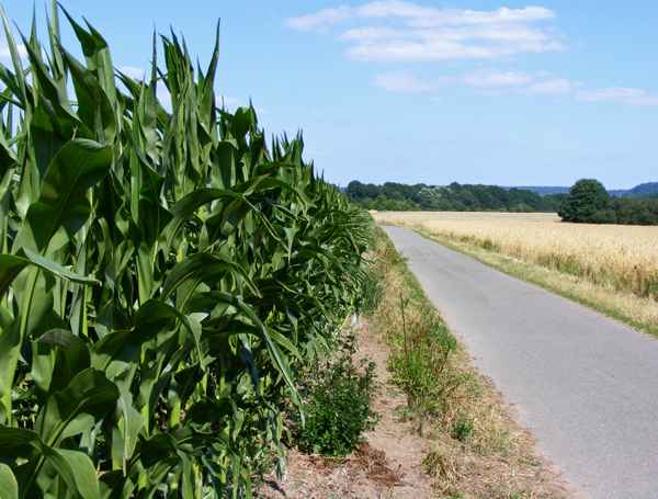 Ein Maisfeld