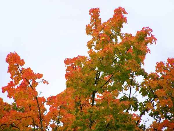 Herbstlaub 11