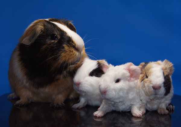 Meerschweinchenfamilie