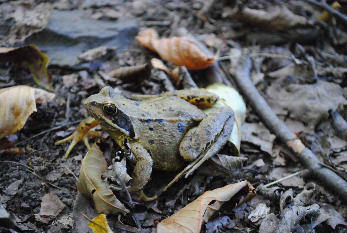 Grasfrosch (?) im Laub