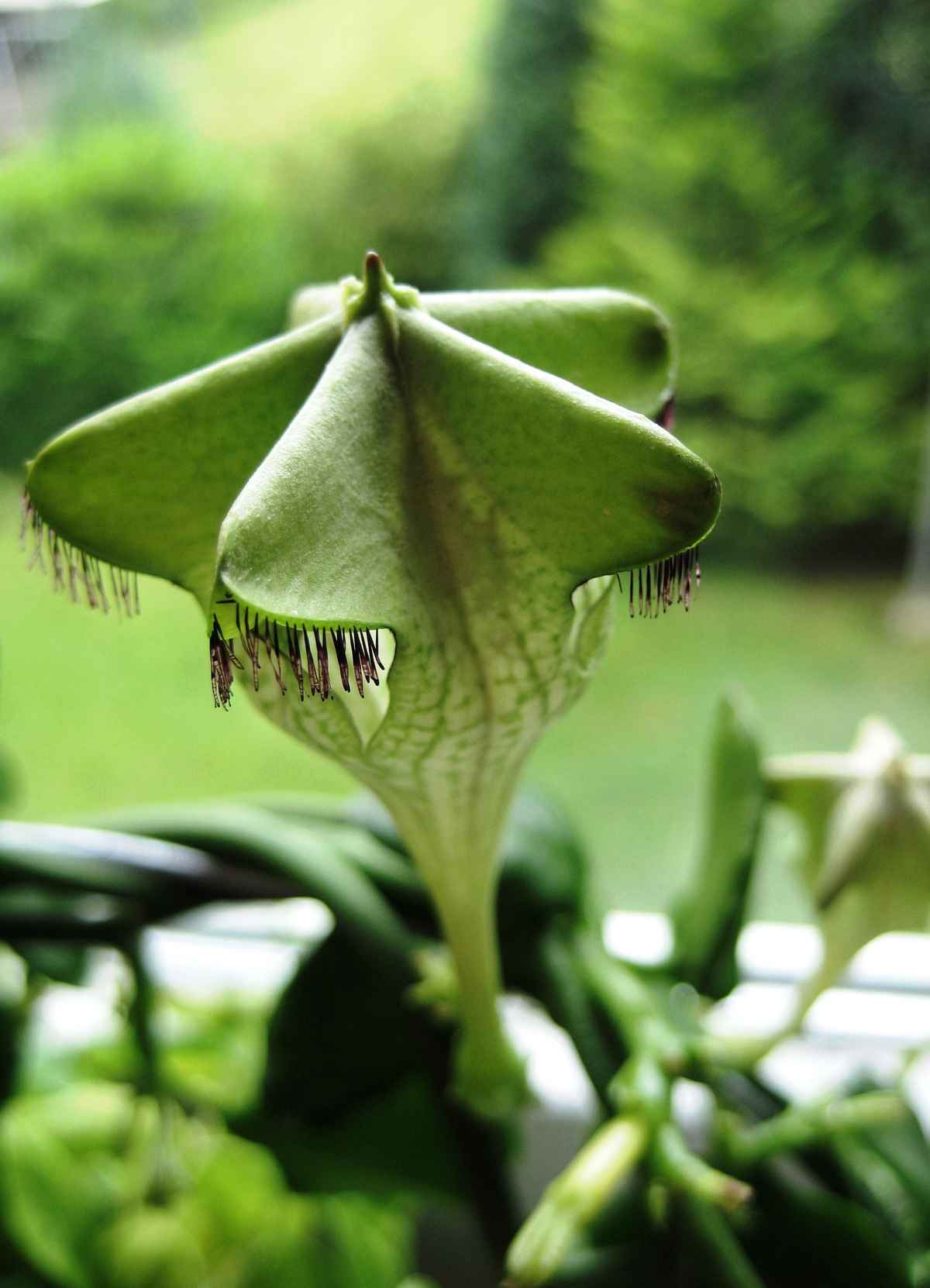 Leuchterblume