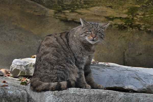 Wildkatze im Tierpark