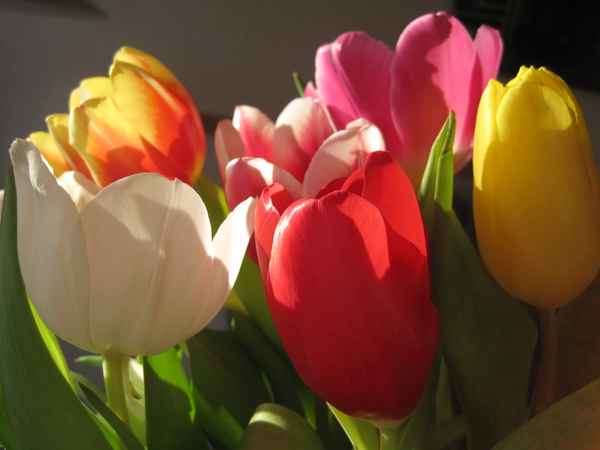 bunter Tulpenstrauß mit Sonnenlicht und Schatten