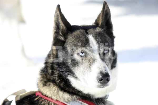 Husky im Schnee vor dem Schlittenrennen