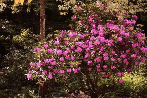 Rhododendron am Waldrand